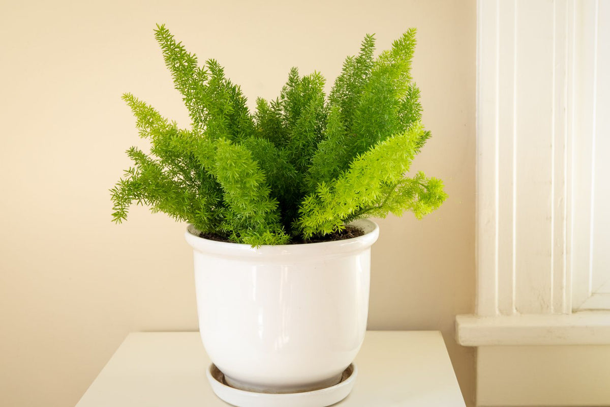 Asparagus Fern(Densiflorus)