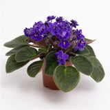 African Violet Plant