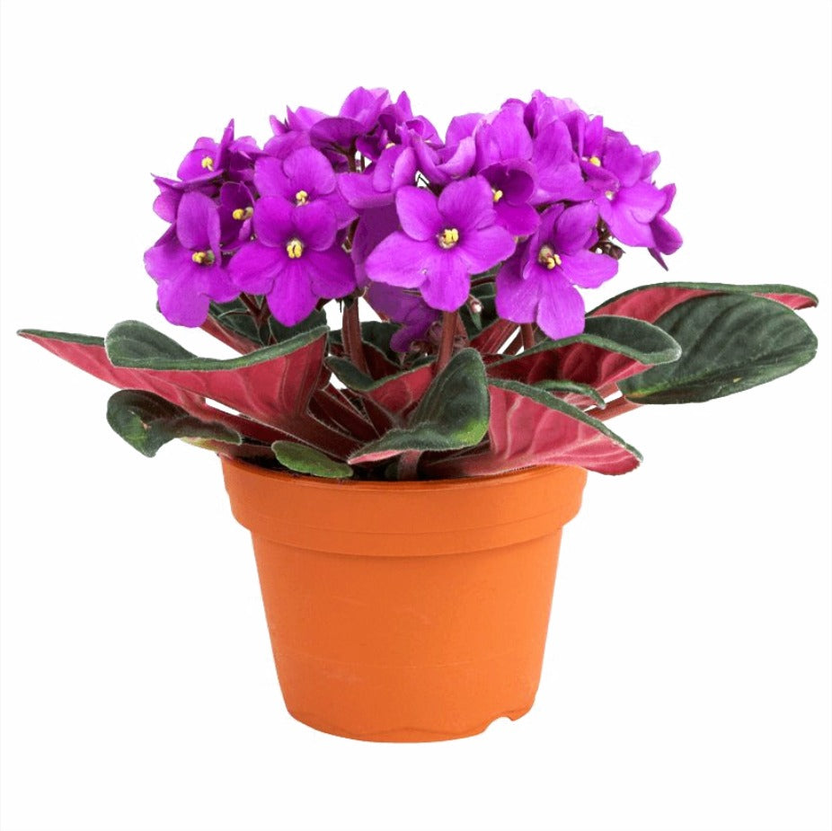 African Violet Plant