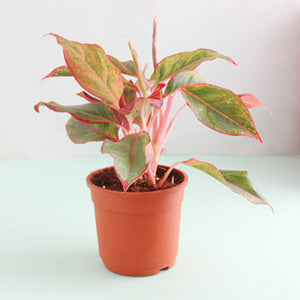 Aglaonema Plant