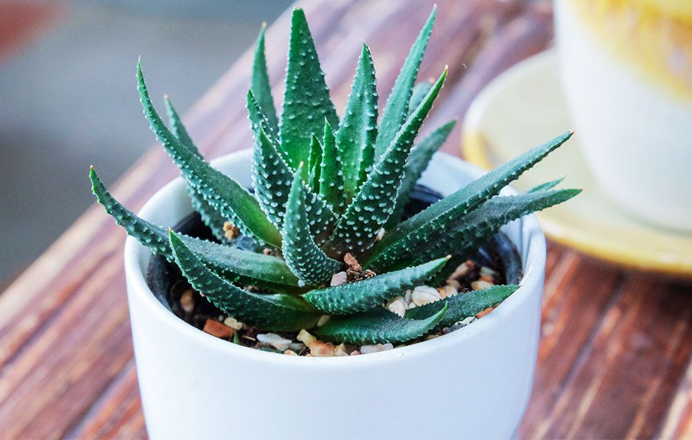 Aloe Vera Plant Online