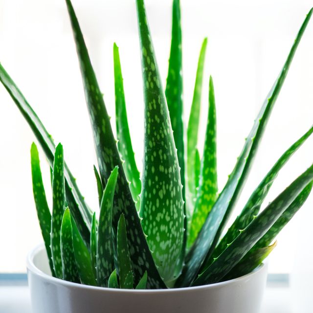 Aloe Vera Plant Online