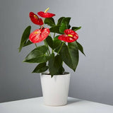 Anthurium(Anthurium)