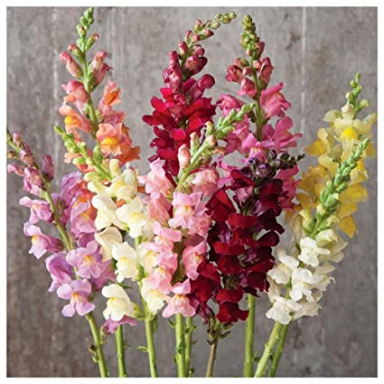 Antirrhinum Tom Thum Dwarf Mix