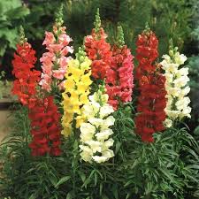 Antirrhinum Tom Thum Dwarf Mix