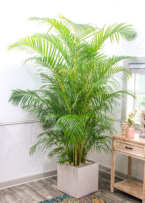 Areca Palm Plant