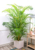 Areca Palm Plant