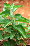 Ashwagandha Root(Withania Somnifera)