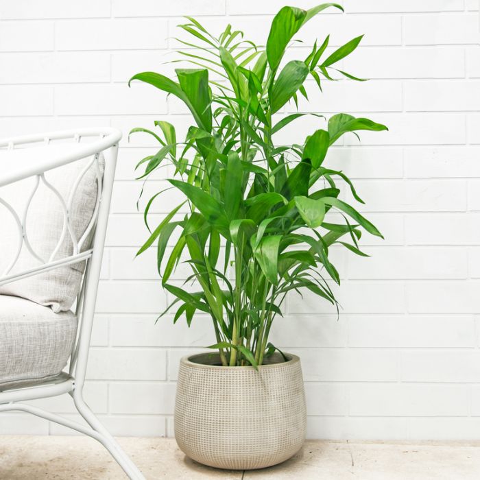 Bamboo Palm Plant