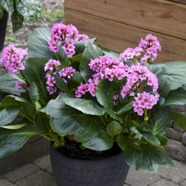 Bergenia