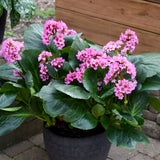 Bergenia