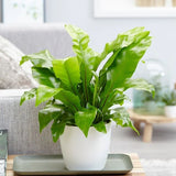 Bird’s Nest Fern