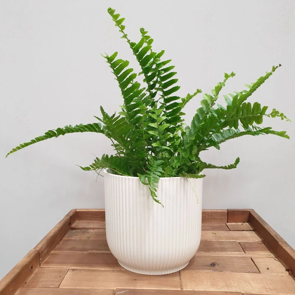 Boston Fern(Nephrolepis Exaltata)