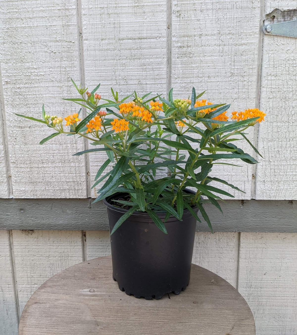 Butterfly Weed