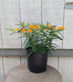 Butterfly Weed