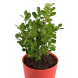 Buxus Microphylla