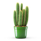 Cactus(Desert Cactus)