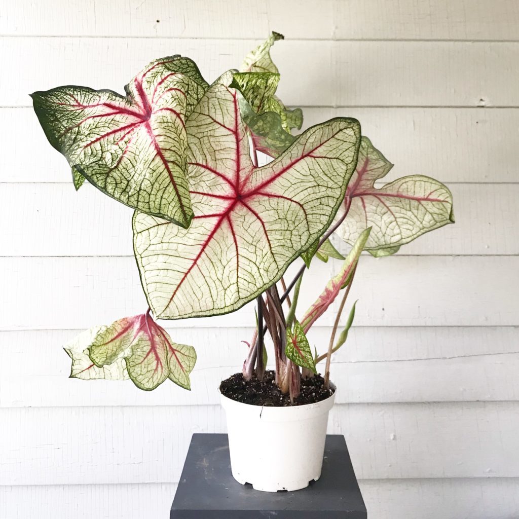 Caladium(Caladium)