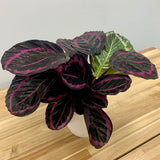 Calathea(Calathea)