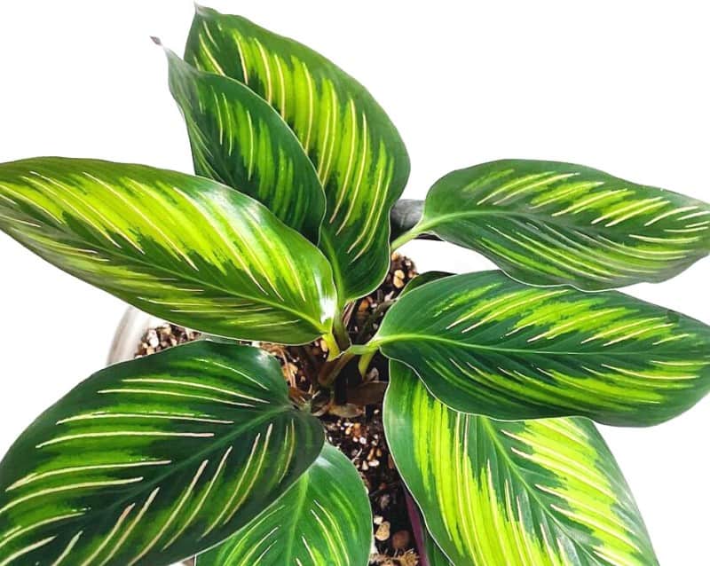 Calathea Beauty Star(Calathea Ornata)