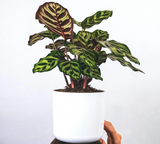 Calatheas(Epipremnum Aureum)