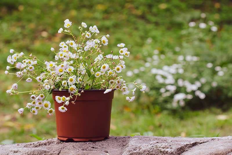 Chamomile Plant