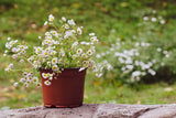 Chamomile Plant