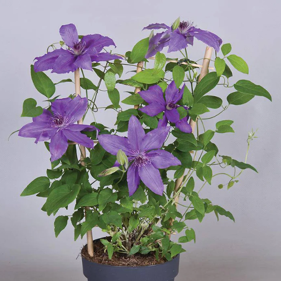 Clematis