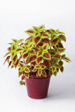 Coleus