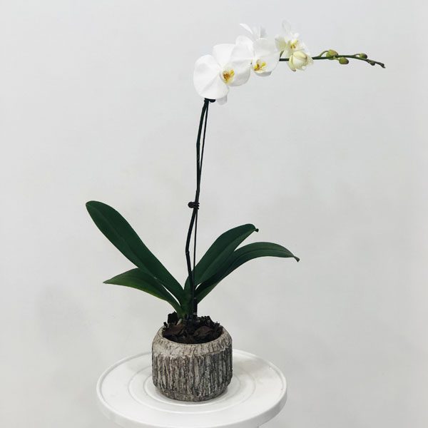 Moth Orchid(Phalaenopsis)