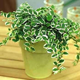 Creeping Fig(Ficus pumila)