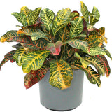 Croton(Codiaeum variegatum)