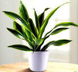 Dracaena Corn Plant(Dracaena Massangeana)