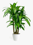 Dracaena Corn Plant(Dracaena Massangeana)