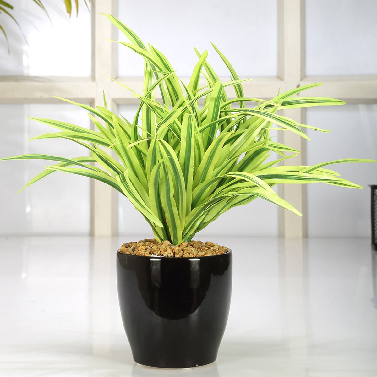 Dracaena