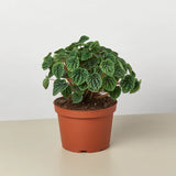 Emerald Ripple Peperomia(Peperomia caperata)