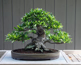 Ficus Bonsai