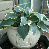 First Frost Hosta