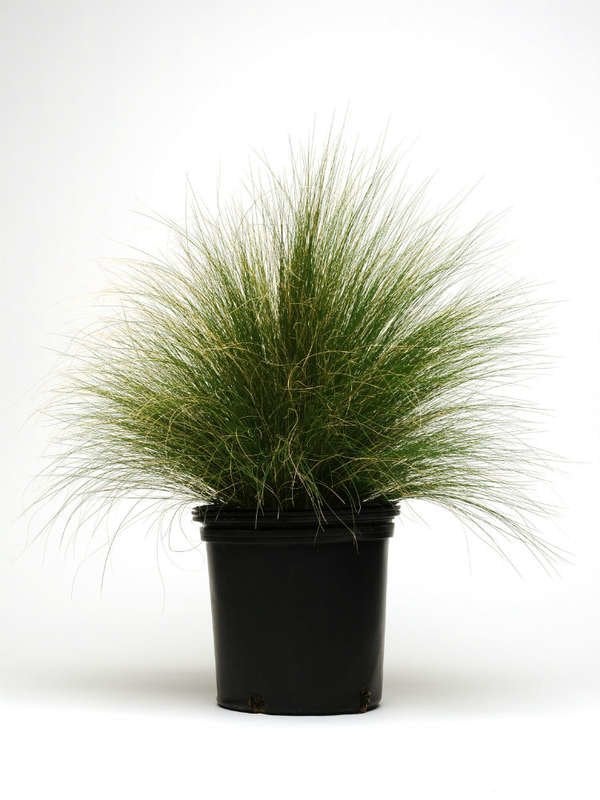 Fountain Grass