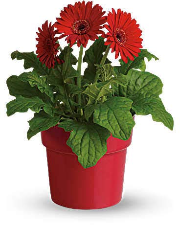 Gerbera Daisy(Gerbera Jamesonii)