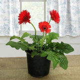 Gerbera Daisy(Gerbera Jamesonii)