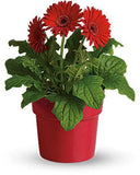 Gerbera Daisy(Gerbera Jamesonii)