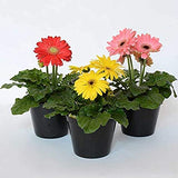 Gerbera