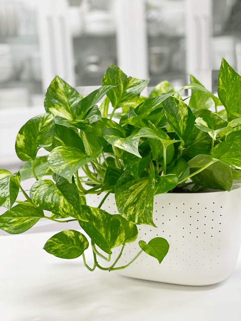 Golden Pothos