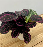 Calathea Roseopicta Dottie Plant