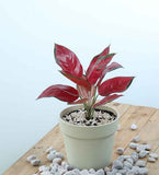 Aglaonema Pink(Suksom Jaipong Plant)