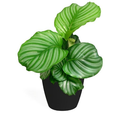 Calathea Orbifolia(Marantha Plant)