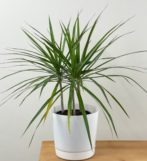 Madagascar Dragon Tree(Dracaena Marginata)