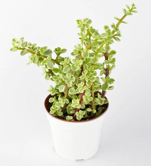 Baby Jade Plant(Portulacaria Afra)