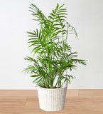 Bamboo Palm Plant